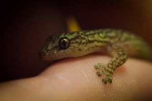 대리석도마뱀붙이(Christinus marmoratus)의 머리 확대 사진. 발의 패드를 주목하라.