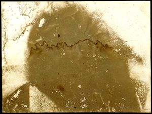 강가에 4일 동안 놓아둔 박물관 종이 보드. Jacek Tylicki의 작품, 스웨덴 룬드 남서부, 473 x 354 mm, 1981