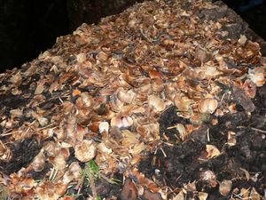 더글라스다람쥐청서의 먹이 활동으로 인한 북부 캐스케이드 국립공원의 태평양 은백색 전나무 구과 잔해