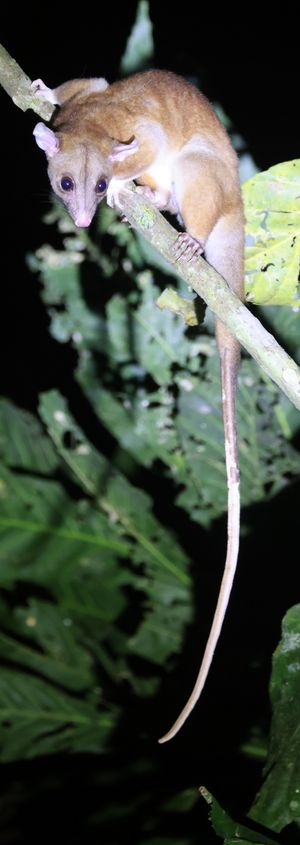 더비양털주머니쥐