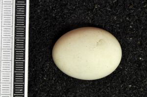 비스바덴 박물관 소장 알