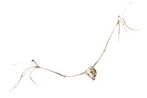 큰날여우박쥐 골격