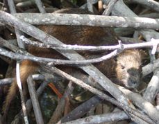데스마레 후티아가 빽빽한 맹그로브에 은신하고 있다.
