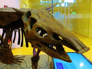 D. spurensis 두개골 모형