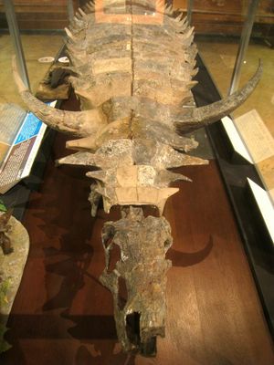 미시간 대학교 자연사 박물관의 데스마토수쿠스 골격