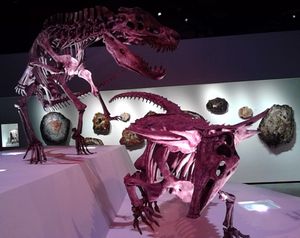 포스토수쿠스와 데스마토수쿠스