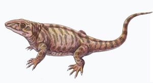 Varanops brevirostris 복원도