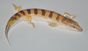 일반모래도마뱀