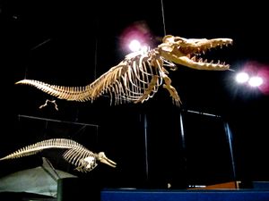 와디 알 히탄(Wadi El Hitan)에서 발굴되어 미시간 대학교 박물관에 전시된 거의 완전한 '도루돈 아트록스'(Dorudon atrox) 골격