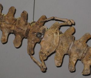 미국 국립 자연사 박물관, 워싱턴 D.C.에 있는 도루돈의 뒷다리 뼈. 흔적 기관의 예시이다.