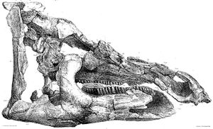 텔마토사우루스의 두개골 완모식표본