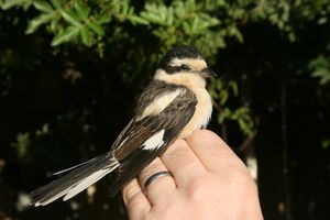 암컷 (이스라엘)