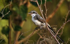 어린 라니우스 누비쿠스