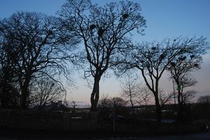 나무 위의 새 둥지