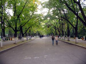 부저우 (루마니아)의 가로수