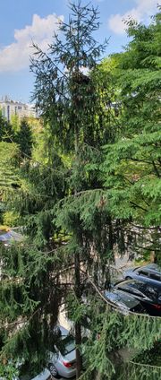 대한민국 아파트에 심어져 있는 독일가문비나무