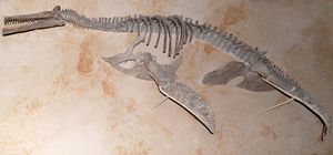 오스트리아 빈 자연사 박물관의 돌리코린콥스 표본