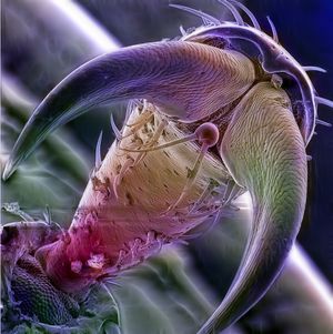 주사 전자 현미경으로 본 딱정벌레 발톱