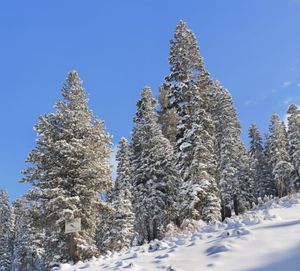 보리얼 산악 리조트의 눈 덮인 숲