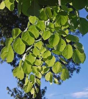 Dalbergia latifolia}})의 깃털 모양 겹잎