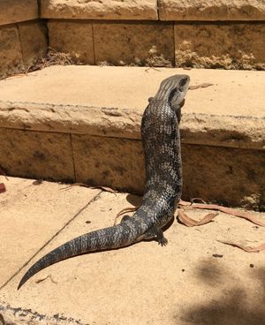 동부푸른혀도마뱀