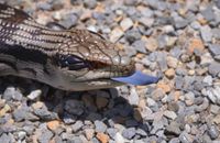 동부푸른혀도마뱀