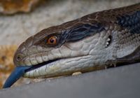 동부푸른혀도마뱀