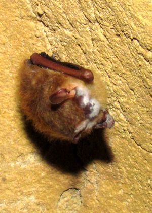 흰코 증후군 감염의 전형적인 증상을 보이는 삼색 박쥐