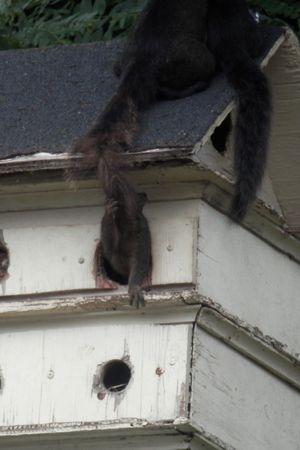 새집에 머물고 있는 동부회색청서