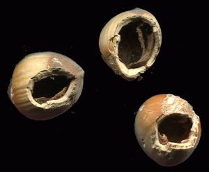 동부회색청서가 갉아먹은 개암. 앞니로 갉아먹은 흔적이 보인다