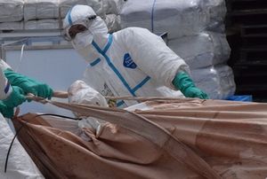 처분된 돼지를 인력으로 소운반하는 모습