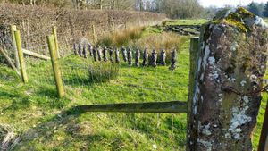 울타리에 걸어 놓은 죽은 두더지