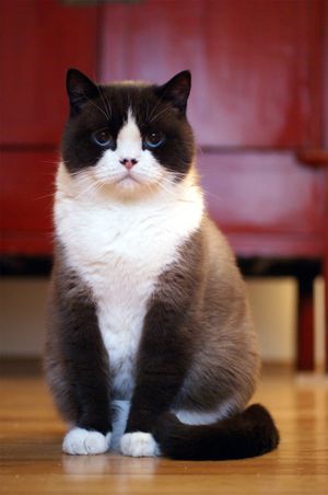 대칭적인 색상 분포와 얼굴에 흰색 줄무늬가 있는 바이컬러 패턴의 블랙 컬러포인트 앤 화이트 브리티시 쇼트헤어