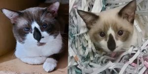 검정색 컬러포인트-앤-화이트 성묘(왼쪽)와 새끼 고양이(오른쪽)의 비교.