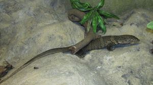 소피아 동물원에 있는 듀메릴왕도마뱀