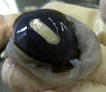 수정체를 제거한 소의 눈. 전면부를 덮는 투명한 막이 각막이다.