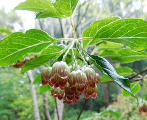 Enkianthus chinensis