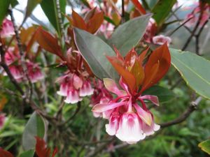 Enkianthus quinqueflorus