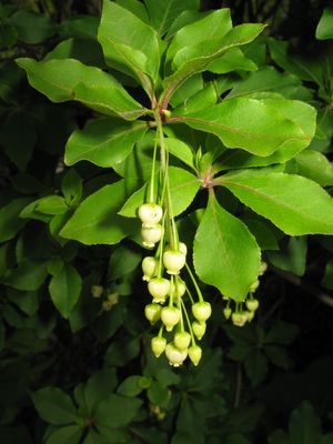 Enkianthus subsessilis
