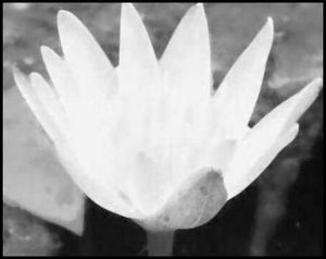 닫힘 방법을 사용한 노이즈 제거 그림