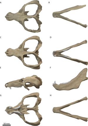 CT 스캔을 기반으로 복원된 두개골