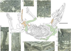 피토사우루스와 공유하는 특징을 보여주는 삽입 사진이 있는 홀로타입 표본의 다이어그램