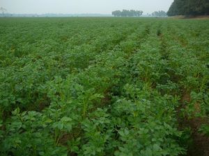 디나지푸르의 감자밭