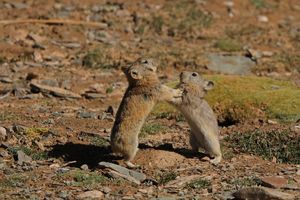 라다크우는토끼의 싸움