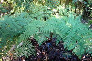 로포소리아 콰드리피나타