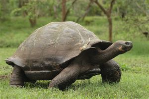 갈라파고스땅거북(갈라파고스 자이언트 거북, Chelonoidis niger 종 복합체 중 하나)