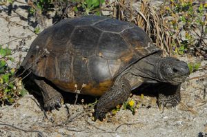 고퍼거북(Gopherus polyphemus)