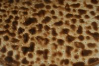  알바세테의 전형적인 토르타 센세냐의 상세 모습