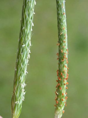 왼쪽이 갯강아지풀, 오른쪽이 뚝새풀