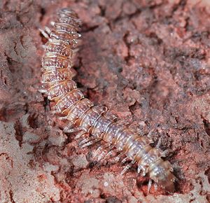 띠노래기목의 한 종(Flat-backed Millipede)